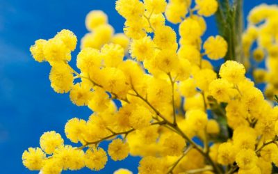 Auguri a tutte le donne, in particolar modo a quelle biancorosse!